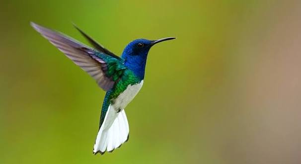 Boceto de Colibrí