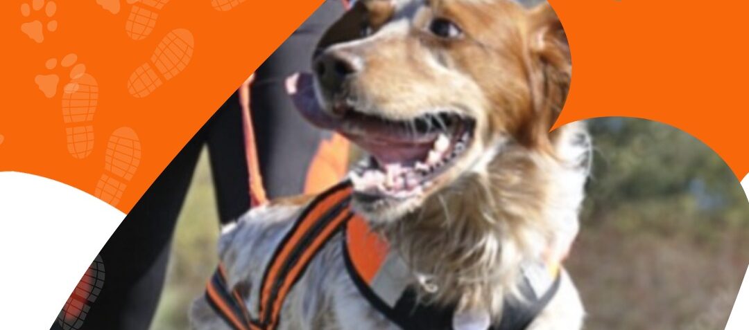 Correcaminata comunitaria perros y tutores